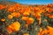 Wildflower explosion at Antelope Valley California Poppy Reserve
