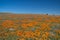 Wildflower explosion at Antelope Valley California Poppy Reserve
