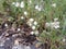 Wildflower fairy beds along the stream table mountain