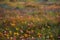 Wildflower field computer generated sunny idyllic springtime meadow illustration generative ai