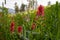 Wildflower FIeld in Paintbrush Blooms