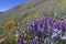 Wildflower Field in Southern Califonia