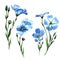 Wildflower flax in a watercolor style isolated.