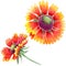 Wildflower Gaillardia flower in a watercolor style isolated.
