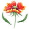 Wildflower Gaillardia flower in a watercolor style isolated.