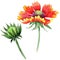 Wildflower Gaillardia flower in a watercolor style isolated.