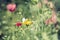 Wildflower garden with butterfly closeup