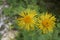 Wildflower - Heartleaf Oxeye, Telekia speciosa