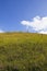 Wildflower hillside