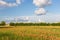 Wildflower - Indian paintbrush field and farmland.