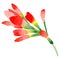 Wildflower Indian Paintbrush flower in a watercolor style isolated.