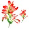 Wildflower Indian Paintbrush flower in a watercolor style isolated.