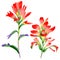 Wildflower Indian Paintbrush flower in a watercolor style isolated.