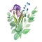 Wildflower iris flower in a watercolor style isolated. Delicate bouquet of iris flowers and eucalyptus leaves