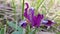 Wildflower iris with purple petals closeup. Blooming purple flowers named Fleur-de-lis among green grass. Violet color iris