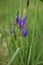 Wildflower, Iris sibirica