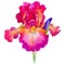 Wildflower irises flower in a watercolor style isolated.