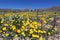 Wildflower in Joshua Tree National Park