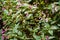 Wildflower Lamium Lamiaceae