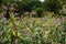 Wildflower Lamium Lamiaceae