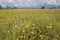 Wildflower landscape