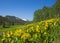 Wildflower landscape in Colorado, stock image