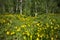 Wildflower landscape in Colorado, stock image