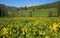 Wildflower landscape in Colorado, stock image