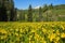 Wildflower landscape in Colorado, stock image