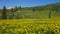 Wildflower landscape in Colorado, stock image