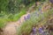 Wildflower lined trail on a rainy spring day, Castle Rock State Park, San Francisco bay area, California