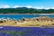 Wildflower lupines super bloom purple fields on the scenic shore of drained Folsom Lake, California