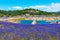 Wildflower lupines super bloom purple fields on the scenic shore of drained Folsom Lake, California