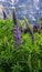 Wildflower: Lupinus, lupin, lupine field with pink purple and blue flowers with european alps as a background