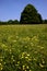 Wildflower meadow