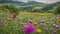 Wildflower meadow alive with butterflies