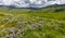 Wildflower meadow along Brush creek  near Crested Butte, Colorado