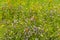 Wildflower meadow with colorful flowers