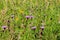 Wildflower meadow in the Cotswold, Gloucestershire