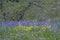 Wildflower meadow, Cowichan Valley, Vancouver Island, British Columbia