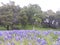 Wildflower meadow fairy world bordering the mighty oak forest