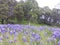 Wildflower meadow fairy world bordering the mighty oak forest