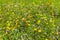 Wildflower meadow with meadow flowers