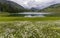 Wildflower meadow at Nicholson lake  in Colorado.