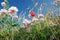 Wildflower meadow. noon, clear skies