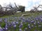 Wildflower meadow plateau has seen the mighty oak fall