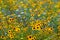 Wildflower meadow with pretty yellow Plains Coreopsis flowers with dark colour centres, also known as Coreopsis tinctoria.