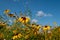 Wildflower meadow with pretty yellow Plains Coreopsis flowers with dark colour centres, also known as Coreopsis tinctoria.