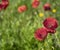 Wildflower meadow in spring, Europe, with red poppies. Natural environment.