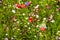 Wildflower meadow in the Summer sunshine with Cornflowers, Poppies, Cow Parsley, red flax flower and grasses.